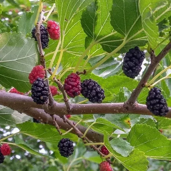 Kanva_2_Hybrid_Mul_Berry_Fruit_Plant