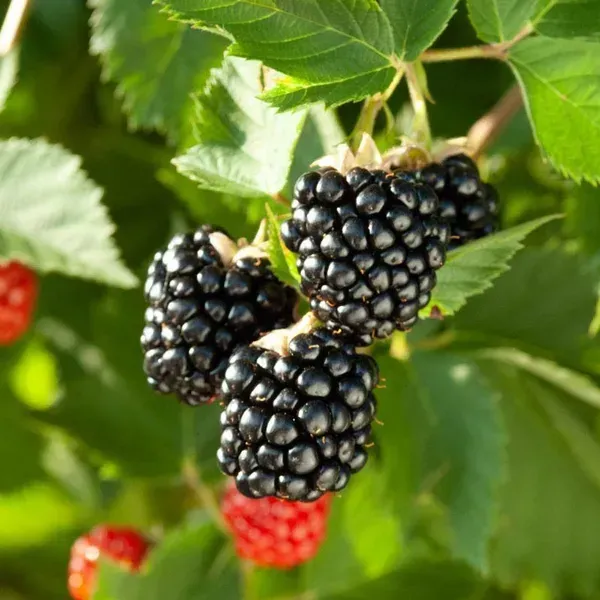 Black_Berry_Hybrid_Fruit_Plant