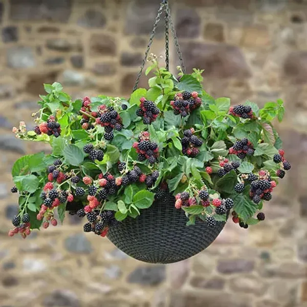 Black_Berry_Hybrid_Fruit_Plant
