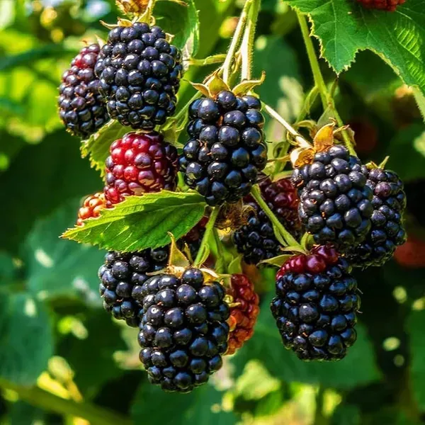 Black_Berry_Hybrid_Fruit_Plant