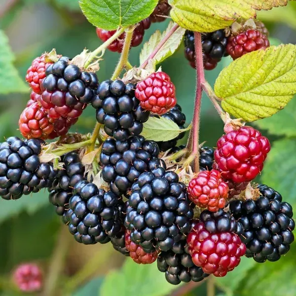 Black_Berry_Hybrid_Fruit_Plant