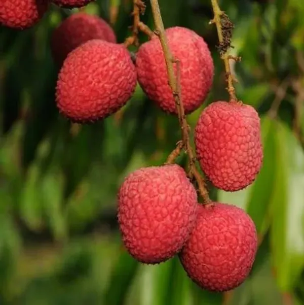 Muzaffarpur_Shahi_Litchi_Fruit_Plant_Lychee