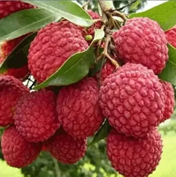 Muzaffarpur_Shahi_Litchi_Fruit_Plant_Lychee