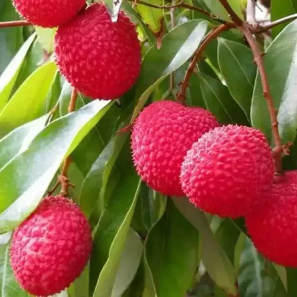 Muzaffarpur_Shahi_Litchi_Fruit_Plant_Lychee