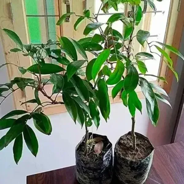 Muzaffarpur_Shahi_Litchi_Fruit_Plant_Lychee