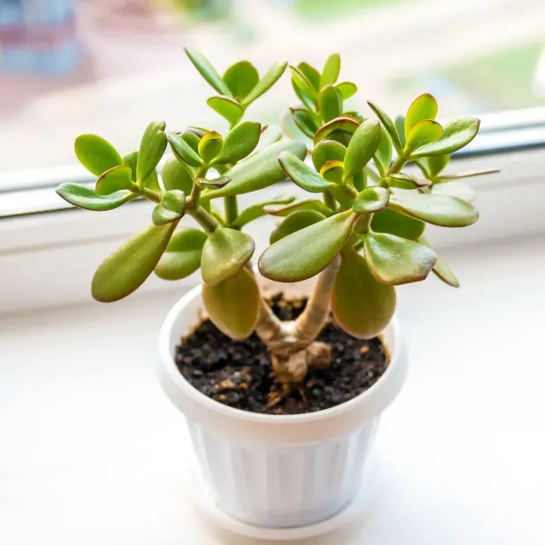 Jade_Plant_For_Home_Garden
