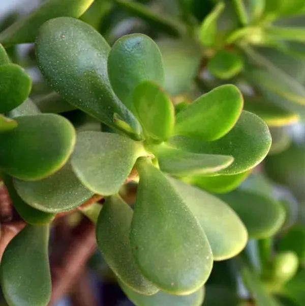 Jade_Plant_For_Home_Garden