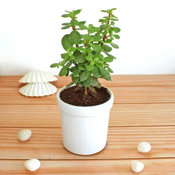 Jade_Plant_For_Home_Garden
