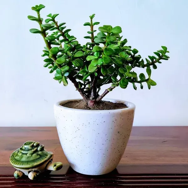 Jade_Plant_For_Home_Garden