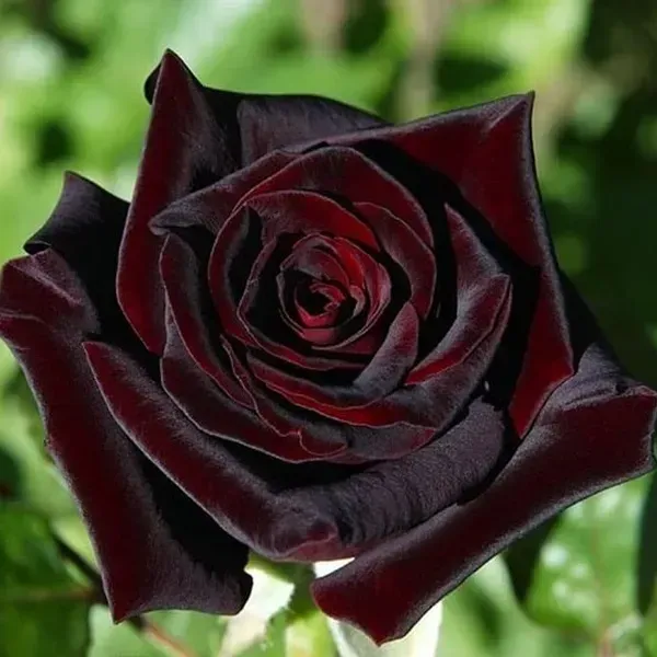 Black_Lady_Rose_Flower_Plant_For_Home_Garden