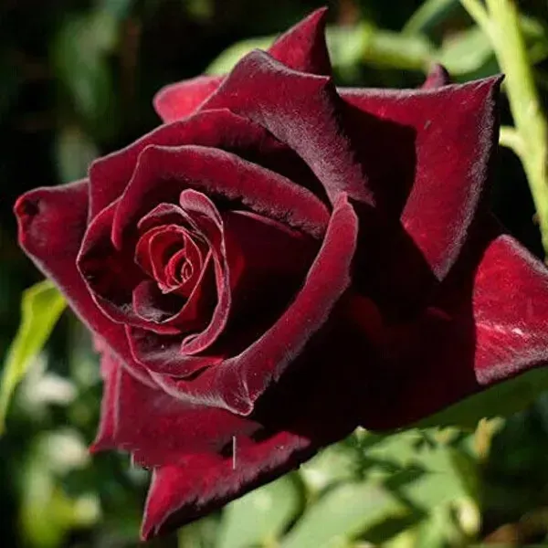 Black_Lady_Rose_Flower_Plant_For_Home_Garden