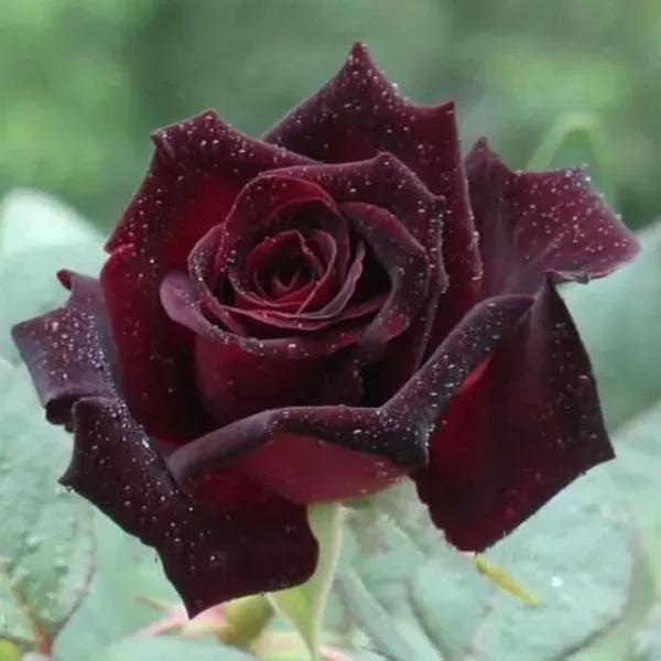 Black_Lady_Rose_Flower_Plant_For_Home_Garden
