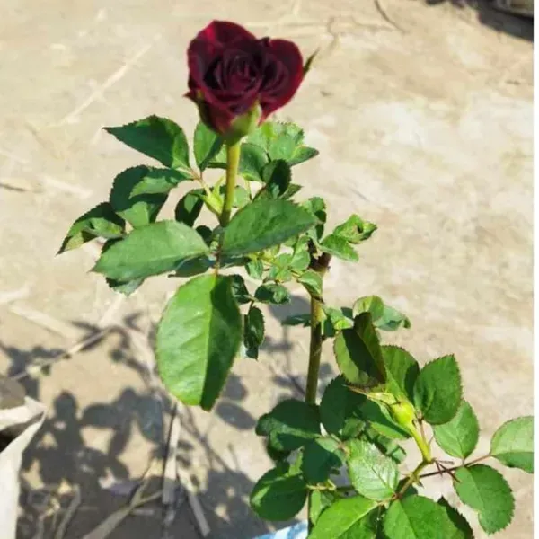 Black_Lady_Rose_Flower_Plant_For_Home_Garden