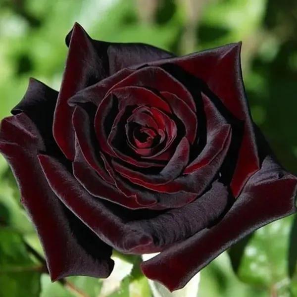 Black_Lady_Rose_Flower_Plant_For_Home_Garden