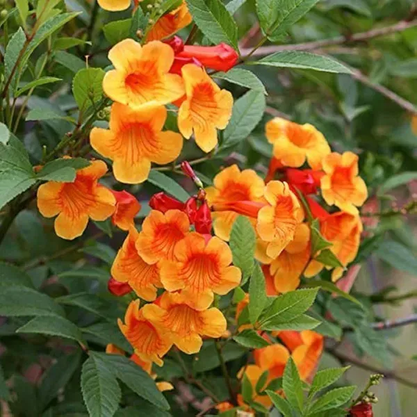Tecoma_Flower_Plant_Orange_For_Home_Garden