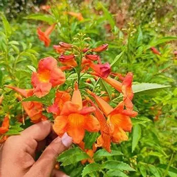 Tecoma_Flower_Plant_Orange_For_Home_Garden
