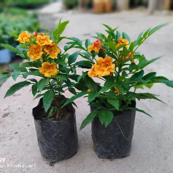 Tecoma_Flower_Plant_Orange_For_Home_Garden