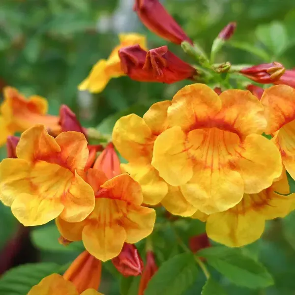Tecoma_Flower_Plant_Orange_For_Home_Garden