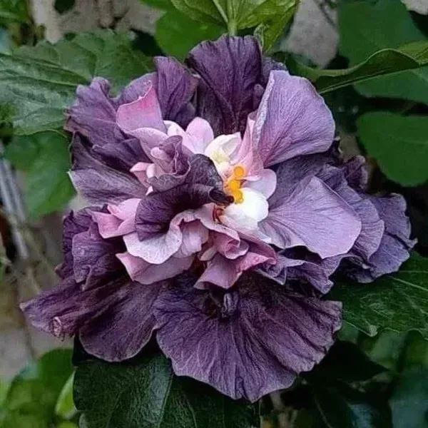 Double_Petal_Variety_Grafted_Hibiscus_Flower_Plant
