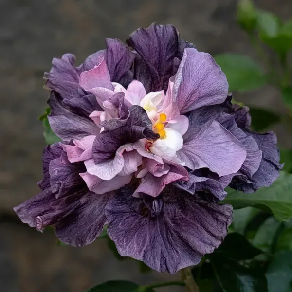 Double_Petal_Variety_Grafted_Hibiscus_Flower_Plant