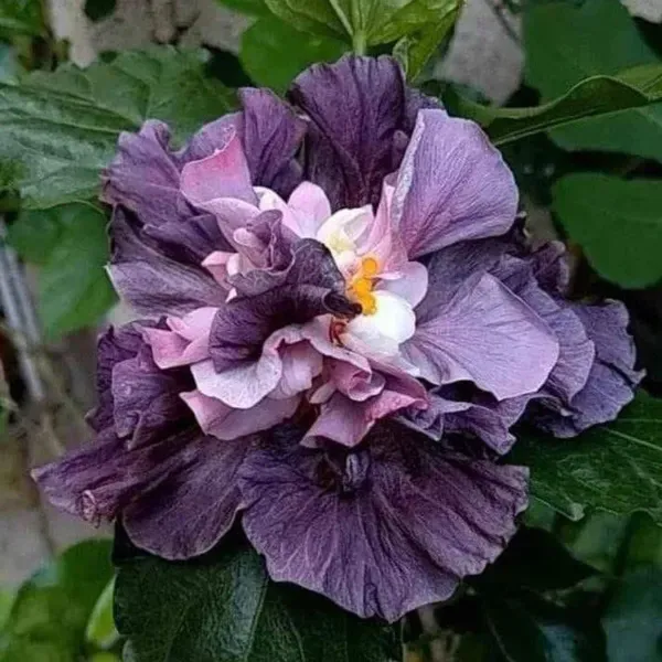 Double_Petal_Variety_Grafted_Hibiscus_Flower_Plant