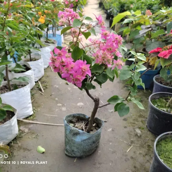 Thailand_Pink_Bougainvillea_Flower_Plant