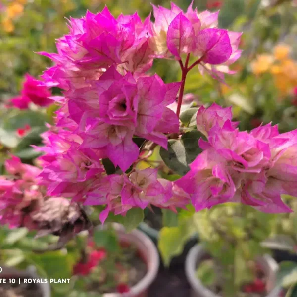 Thailand_Pink_Bougainvillea_Flower_Plant