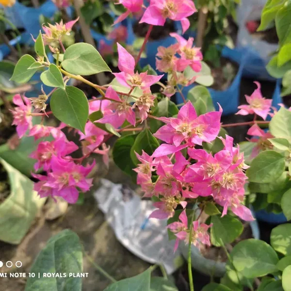 Thailand_Pink_Bougainvillea_Flower_Plant