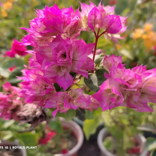 Thailand_Pink_Bougainvillea_Flower_Plant