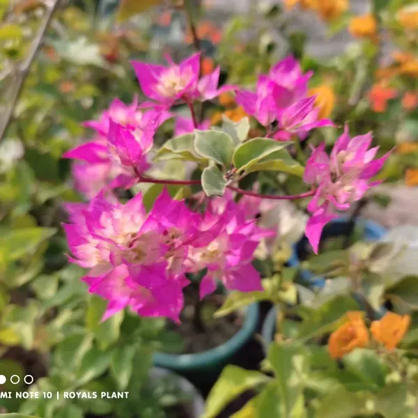 Thailand_Pink_Bougainvillea_Flower_Plant