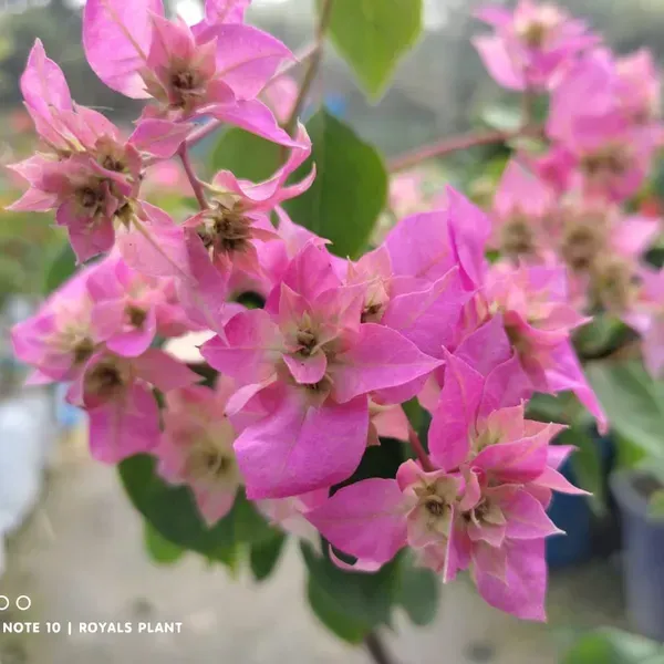 Thailand_Pink_Bougainvillea_Flower_Plant