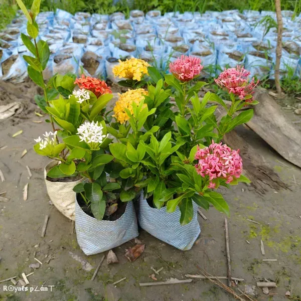 Combo_Pack_Of_4_Chinese_Ixora_Flower_Plant