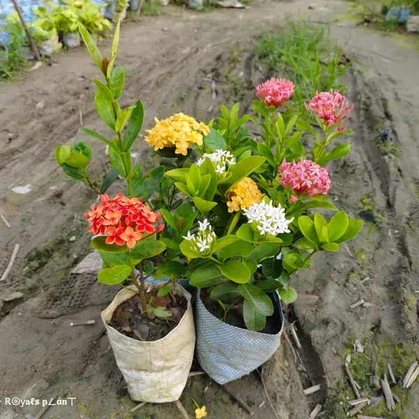Combo_Pack_Of_4_Chinese_Ixora_Flower_Plant