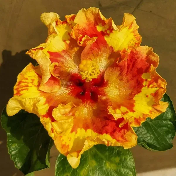 American_Variety_Hibiscus_Flower_Plant