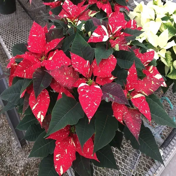 Variegated_Poinsettias_Pata_Bahari_Live_Plant