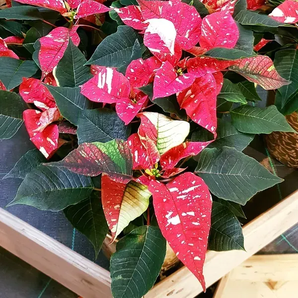 Variegated_Poinsettias_Pata_Bahari_Live_Plant