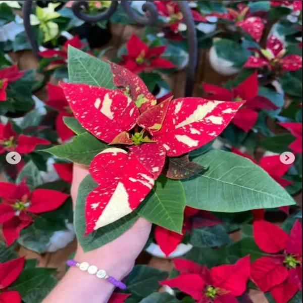Variegated_Poinsettias_Pata_Bahari_Live_Plant