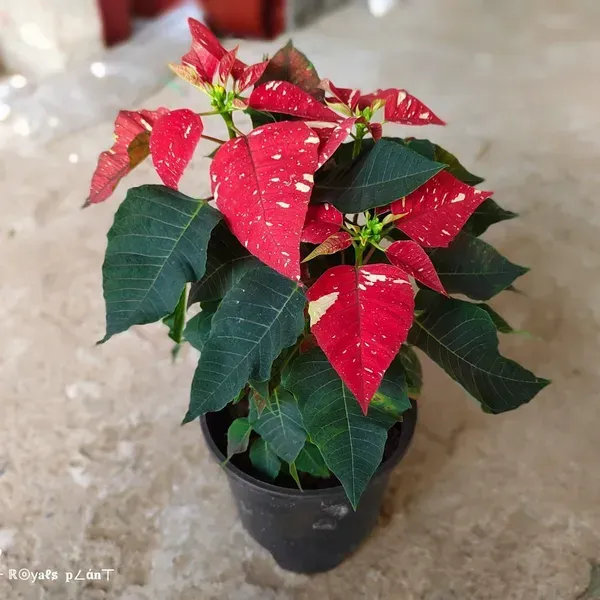 Variegated_Poinsettias_Pata_Bahari_Live_Plant