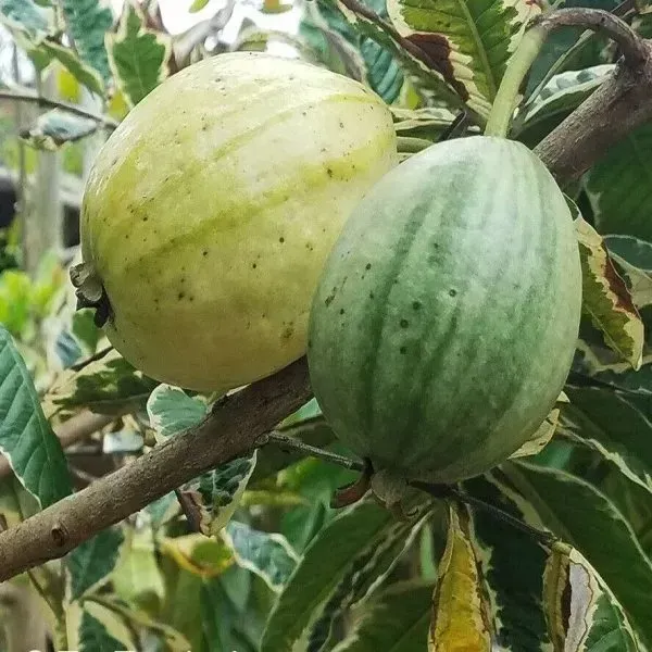 Variegated_Guava_Fruit_Plant_For_Home_Garden