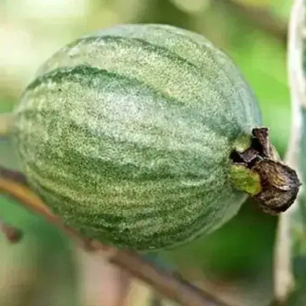 Variegated_Guava_Fruit_Plant_For_Home_Garden