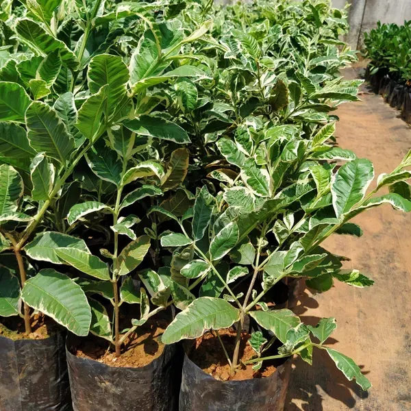 Variegated_Guava_Fruit_Plant_For_Home_Garden
