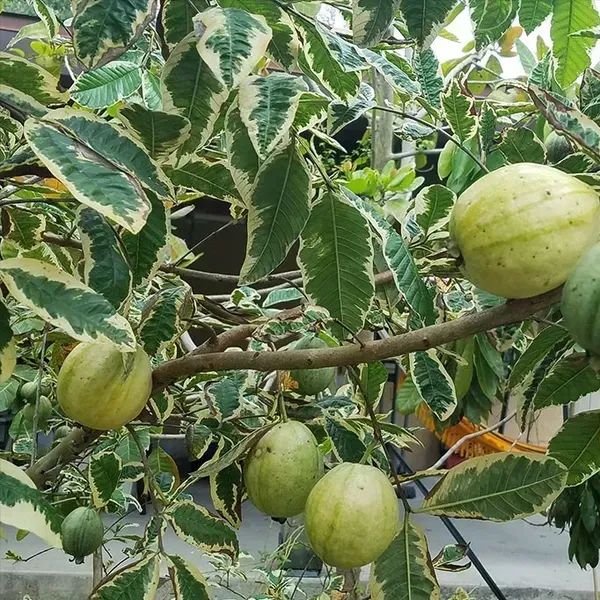Variegated_Guava_Fruit_Plant_For_Home_Garden