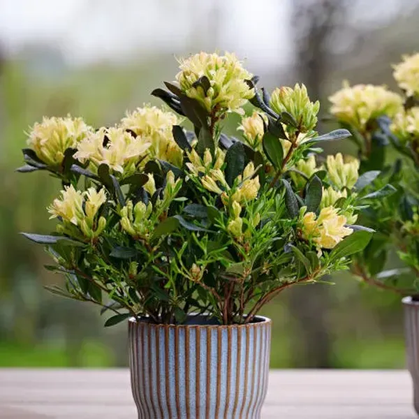 Azalea_Flower_Plant_Yellow_For_Home_Garden