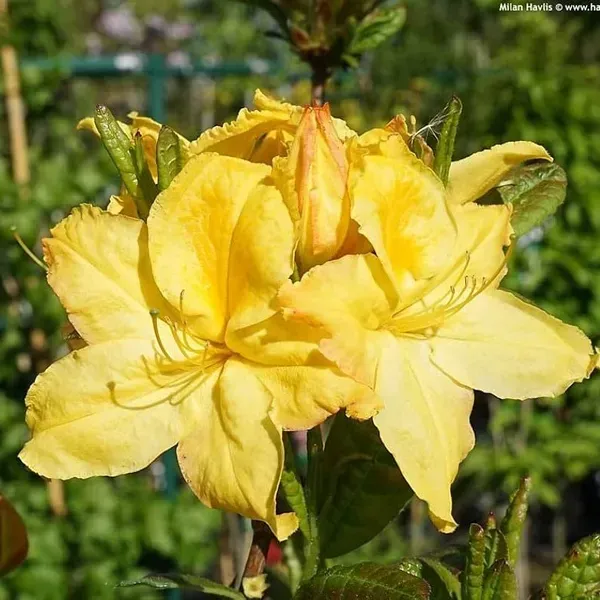 Azalea_Flower_Plant_Yellow_For_Home_Garden