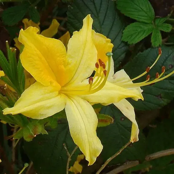 Azalea_Flower_Plant_Yellow_For_Home_Garden
