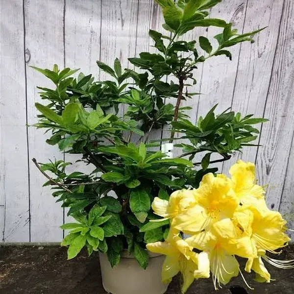 Azalea_Flower_Plant_Yellow_For_Home_Garden