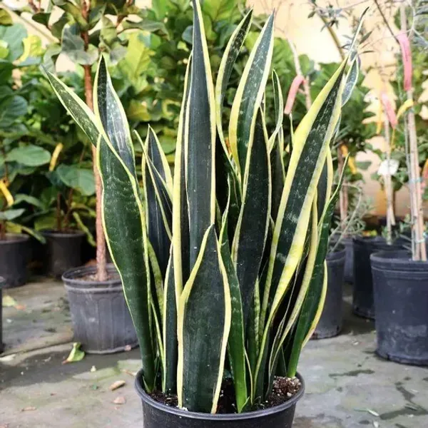 Snake_Plant_Large_One_For_Home_Garden