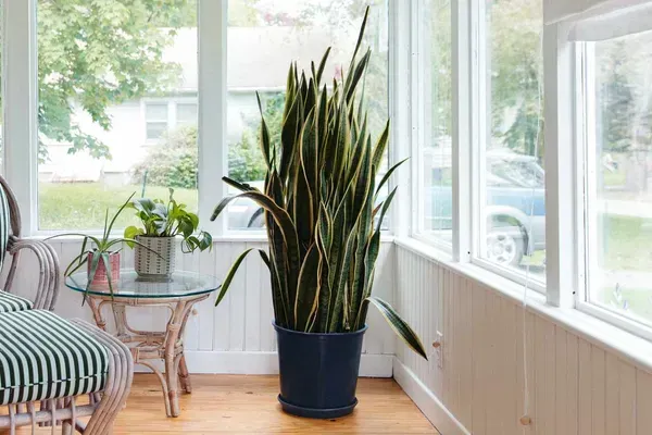 Snake_Plant_Large_One_For_Home_Garden