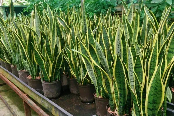 Snake_Plant_Large_One_For_Home_Garden