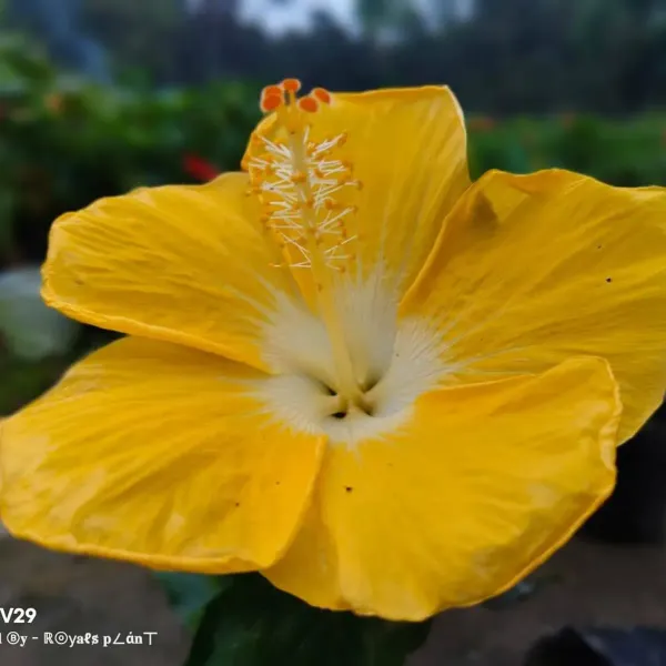 American_Hibiscus_Flower_Plant_Yellow